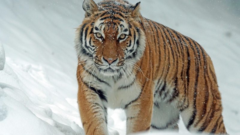 色虎🐯进阶技巧与效率提升：把熟练变成省事 配图